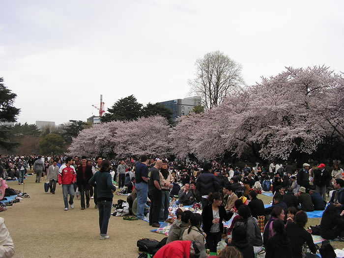 hanami.jpg